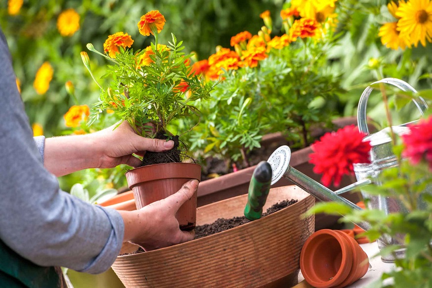 Get Your Garden ready for the Growing Season with These February Gardening Jobs