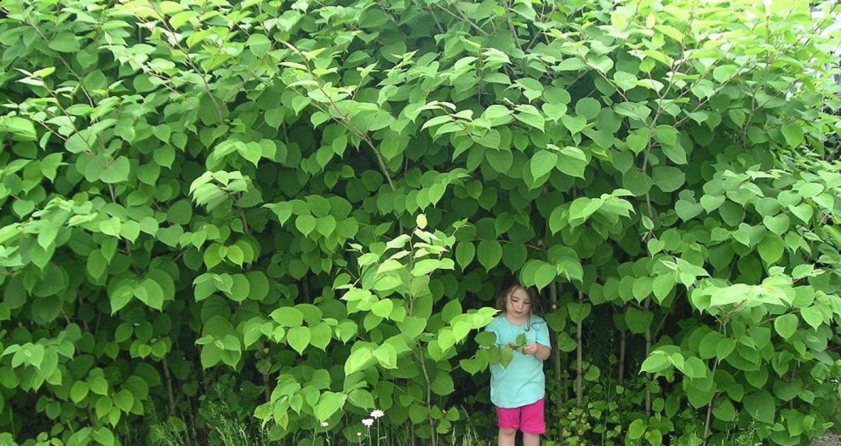 Easy Removal of Japanese Knotweed in the UK