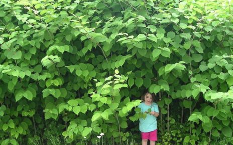 Easy Removal of Japanese Knotweed in the UK