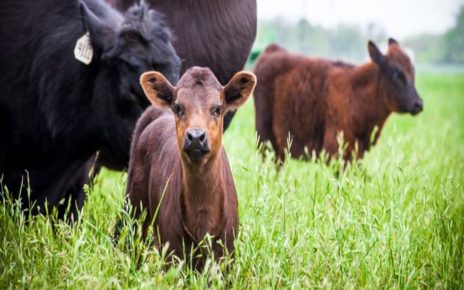 Get the Best Cattle Ranch for Sale with Skilled Experts in the USA