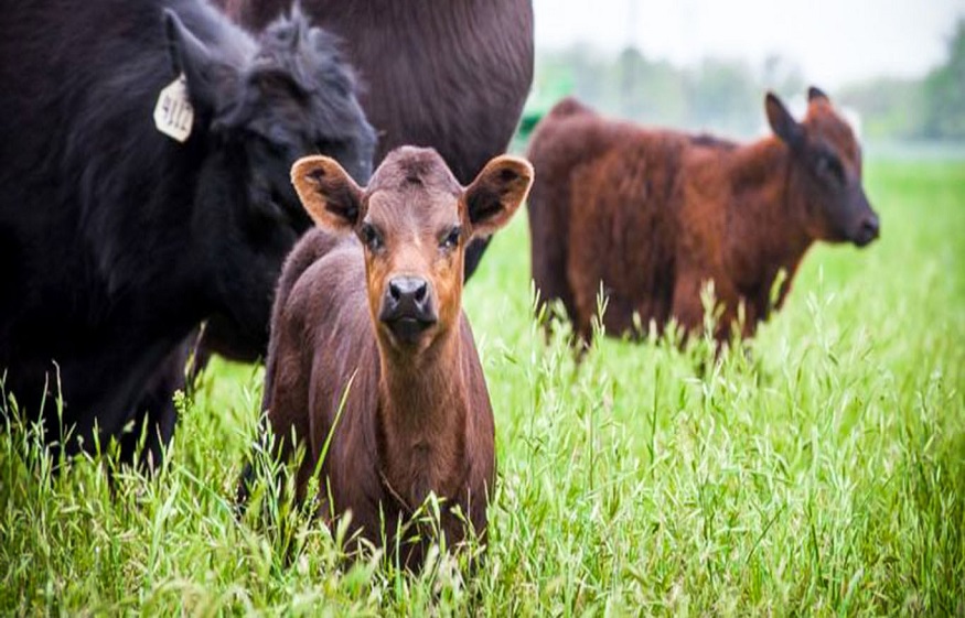 Get the Best Cattle Ranch for Sale with Skilled Experts in the USA