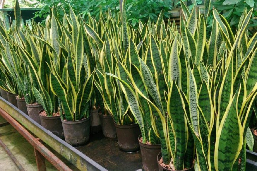 snake plant for living room