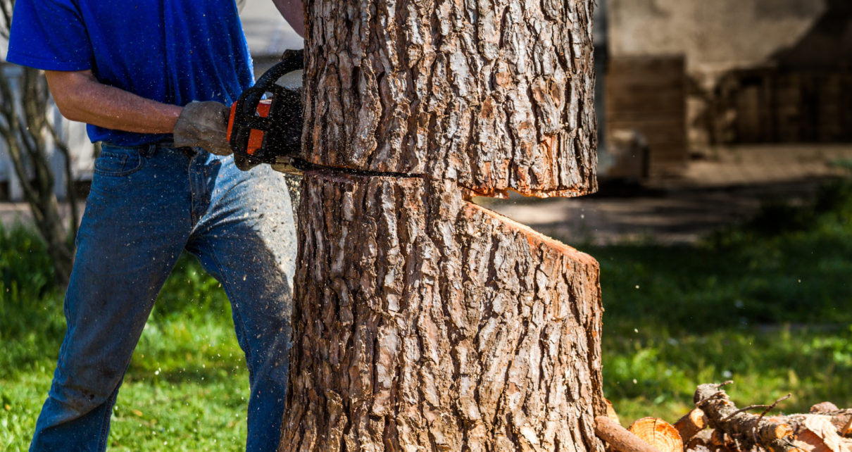 of tree removal canberra cost
