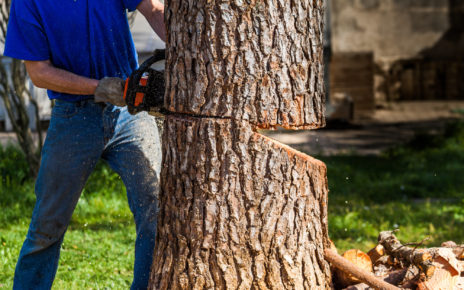 tree removal cost