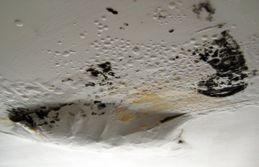 22 Signs Your House Could Have Toxic Black Mold
