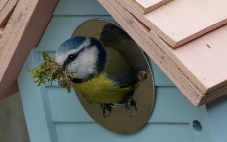 Make Birds Fall in Love With Your Backyard by Knowing How to Attract Birds to Your Yard