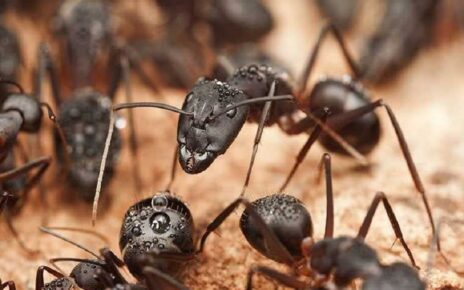 Arlington pest control