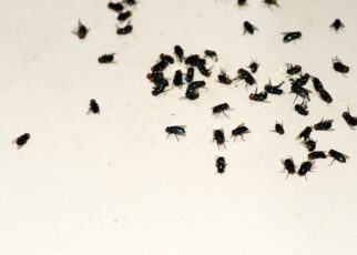 Get Rid Of Fleas In Homes