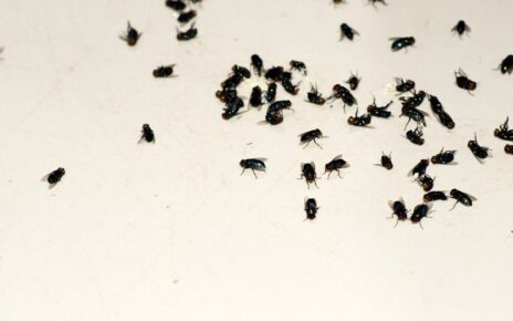 Get Rid Of Fleas In Homes