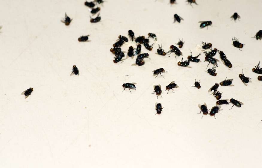 Get Rid Of Fleas In Homes