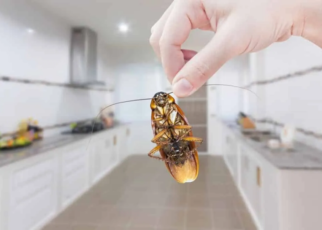 Pest Control