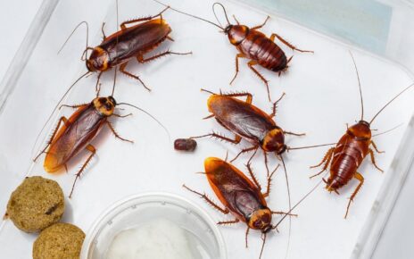 pest control