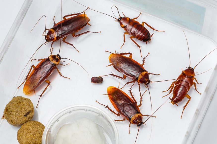 pest control