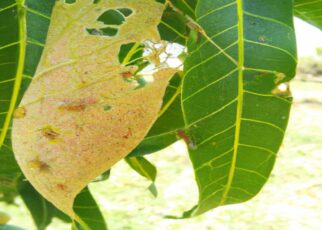 Green Mango Pest Control