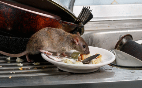 Routine Rat Inspections