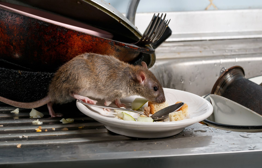Routine Rat Inspections