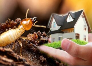 termite control  