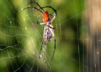 spider pest control